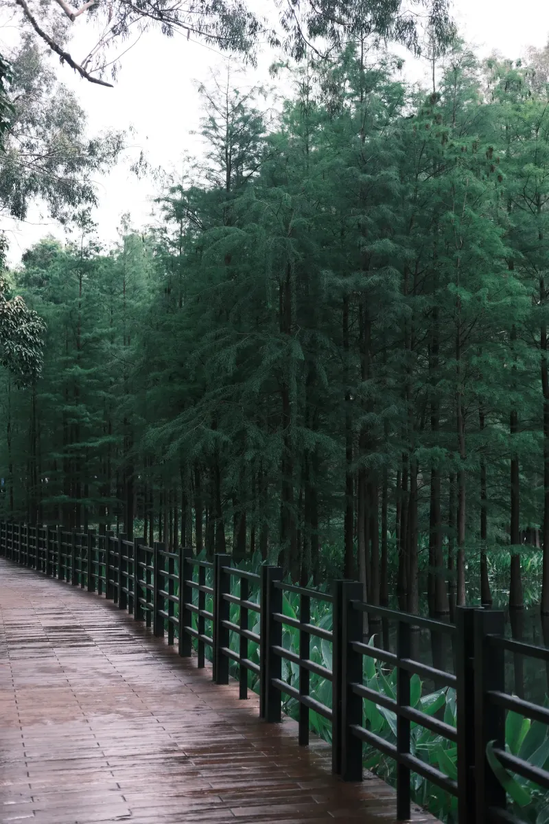 雨后湿润的木栈道