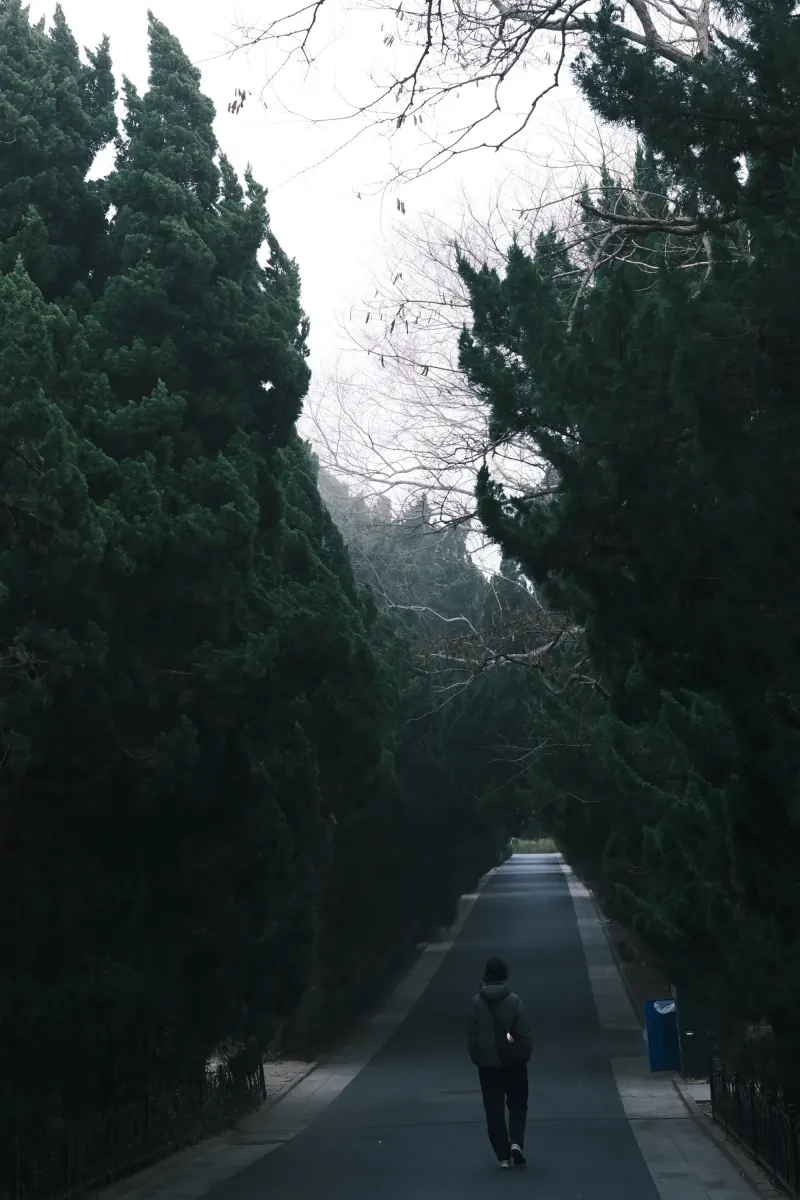 走进森林的小路