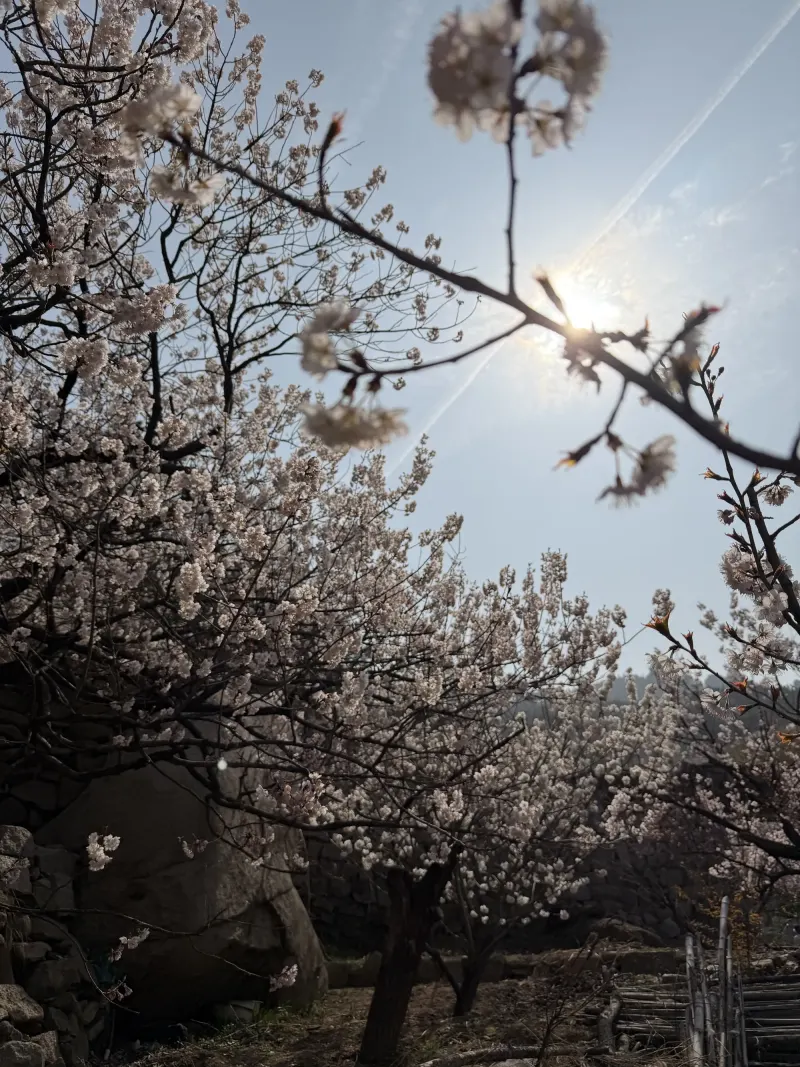 逆光阳光穿过满树白花