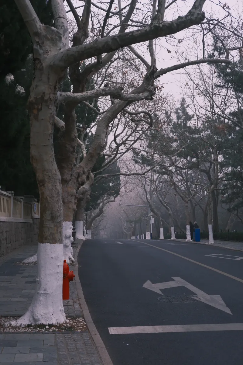 冬日法桐夹道的安静街道