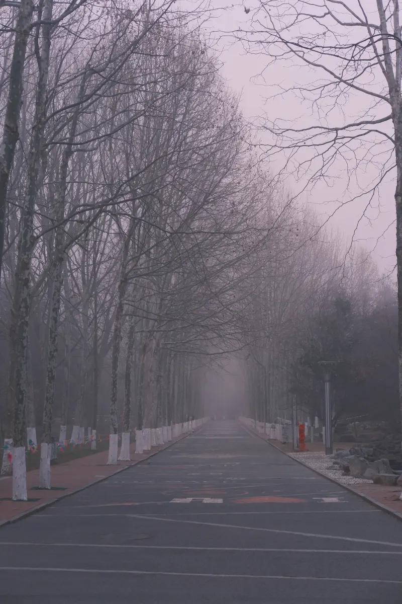 雾中空旷的林荫道路
