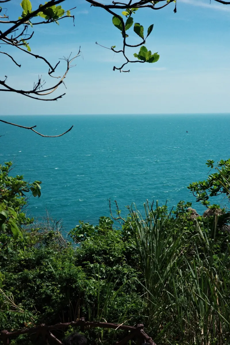 热带绿植之间望向湛蓝海面